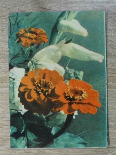 ПОДПИСАННАЯ ОТКРЫТКА СССР. "ЦИНИИ С  ГЛАДИОЛУСОМ" фото. А. и М. АНАНЬИНЫХ 1965 год.