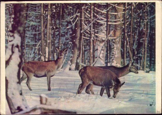 1963 год Беловежская пуща Олени в зимнем лесу