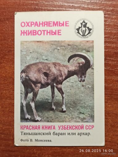 Календарик Тяньшанский баран 1987 Моисеев