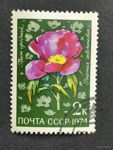 1974 СССР. Цветы альпийских лугов Центральной Азии. Пион средний