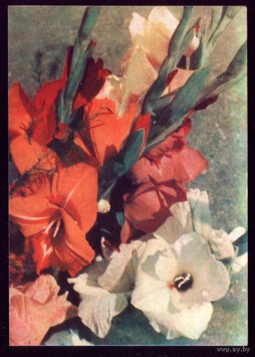 1965 год Т.Ананьина Гладиолусы