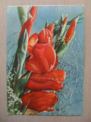 ПОДПИСАННАЯ ОТКРЫТКА СССР. 1968 ГОД. ГЛАДИОЛУСЫ. фото Т. АНАНЬИНОЙ.