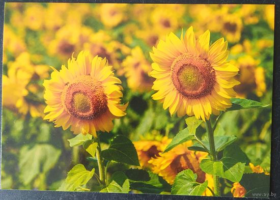 Беларусь 2021 открытка подсолнечники.