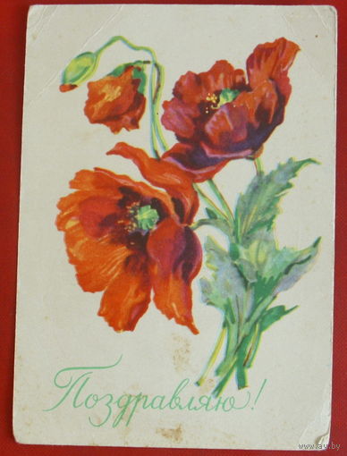 Поздравляю! Подписанная. 1959 года. Хвостенко. 256.