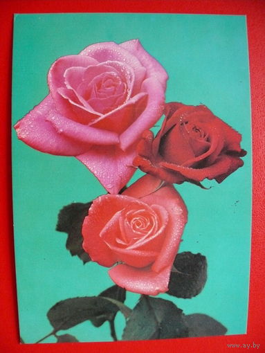 Садовски С., Розы, 1981, чистая (Польша).