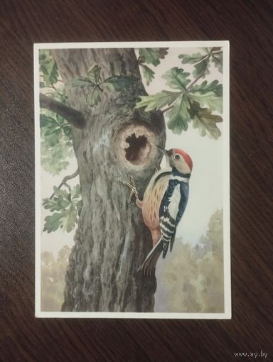 Средний дятел.