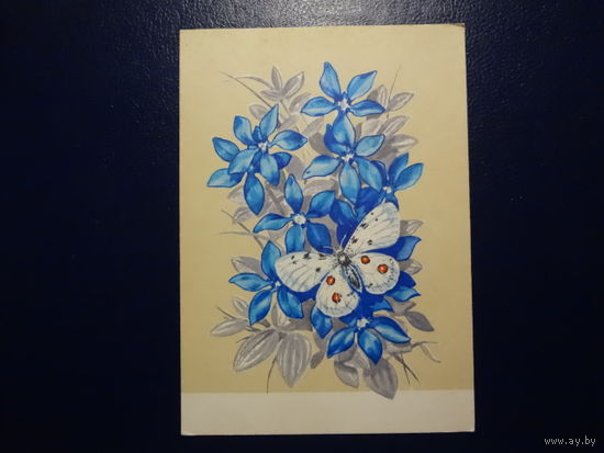 Цветы и бабочка.  1970 г.