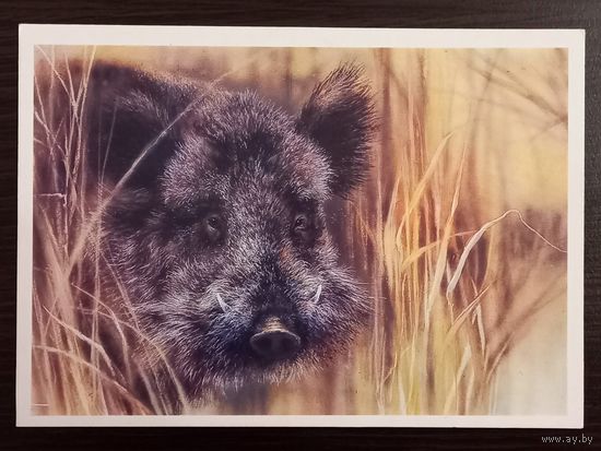 Исаков Кабан 1989 чистая открытка СССР