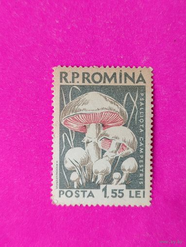 Румыния. Грибы. ( 1 марка ) 1958 года. 4-19.