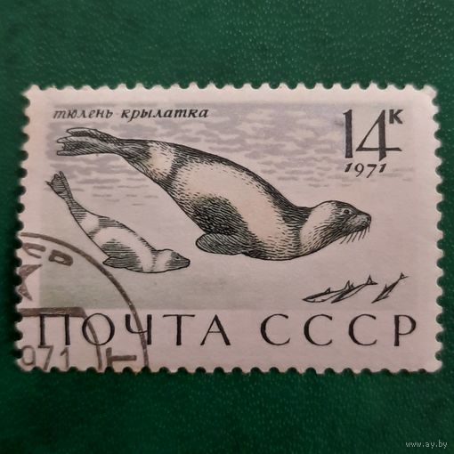 СССР 1971. Фауна. Тюлень-крылатка. Марка из серии