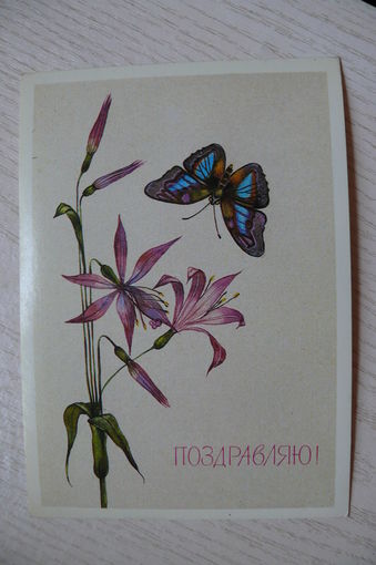Савельева Н., Поздравляю! 1989, чистая.